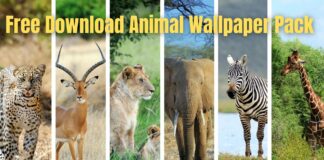 Free Download Animal Wallpaper Pack
