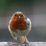 Free Download Birds Wallpaper Pack robin-red-breast