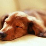 Free Download Dogs Wallpaper Pack Sleeping Puppy