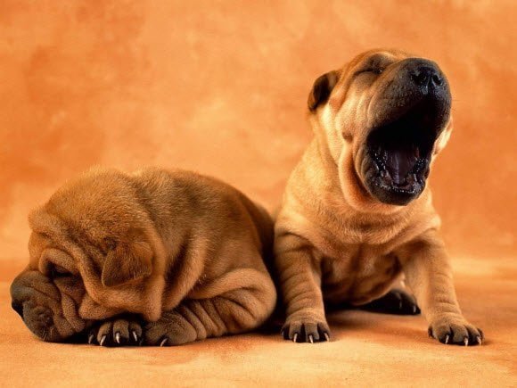 Free Download Dogs Wallpaper Pack Yawning Beast