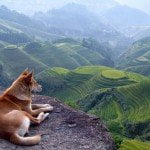 Free Download Dogs Wallpaper Pack dog on mountains