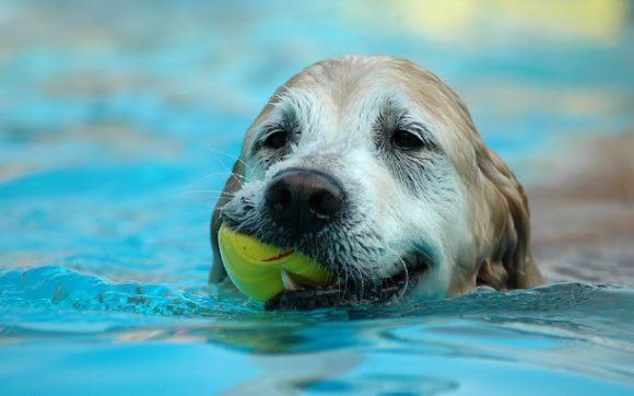 Free Download Dogs in Summer Windows 7 theme Dog's Water Play