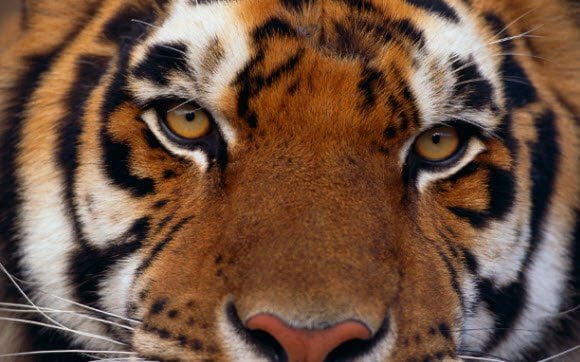 Free Download Tiger Theme for Windows 7 Close up Tiger