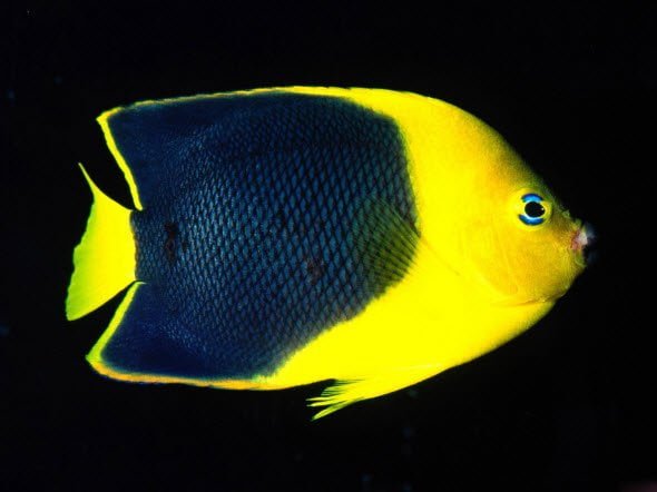 Free download Wallpaper Pack Underwater HD Blue and yellow fish