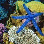 Free download Wallpaper Pack Underwater HD star fish