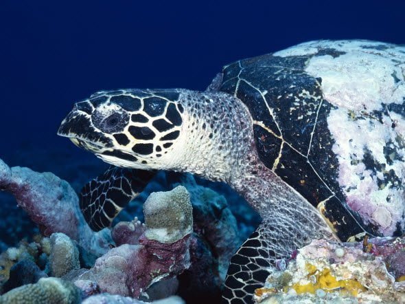 Free download Wallpaper Pack Underwater HD turtle