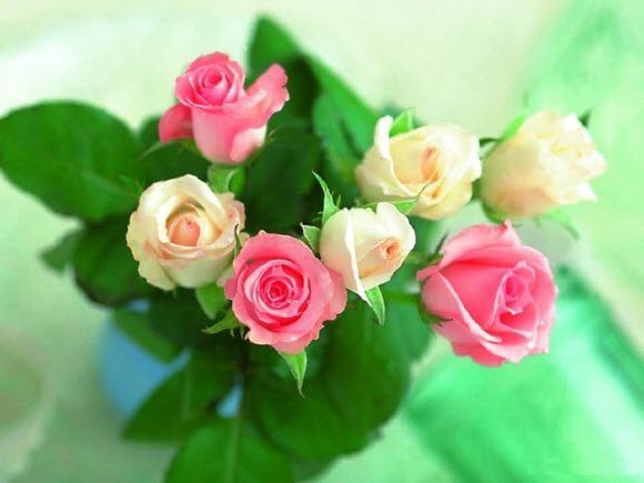 Bunch of Pink and Yellow Roses Wallpaper