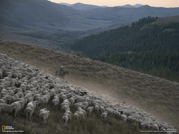 Sheeps and shepherd National Geographic