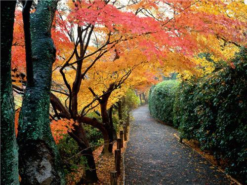 autumn-colors-kyoto-japan-1600x1200-id-413