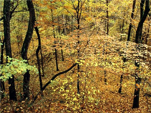autumn-forest-percy-warner-park-nashville-ten