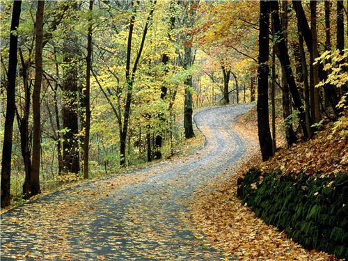 autumn-road-percy-warner-park-nashville-tenne