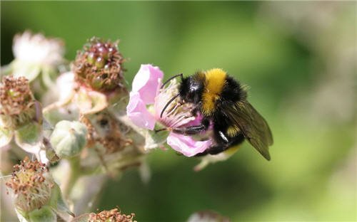 Wallpaper : Bee on flower