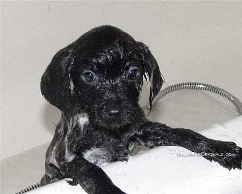 Black lab puppy bathing