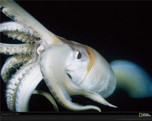 Humboldt squid