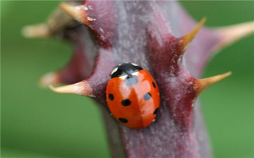 Ladybird on bramble