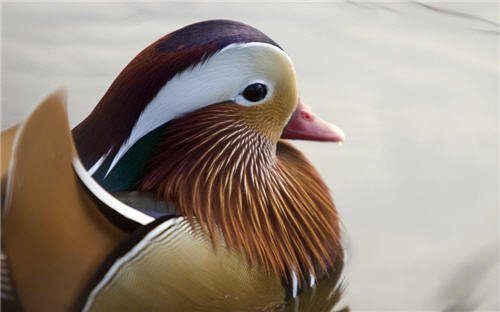 Wallpaper : Mandarin duck