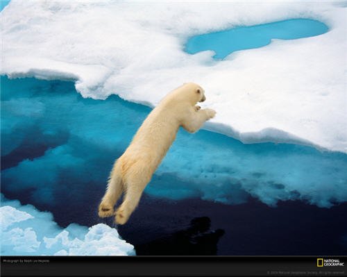 Polar Bear on Sea Ice