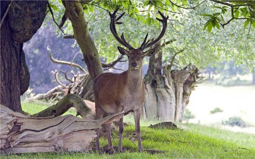 Wallpaper : Stag under the tree