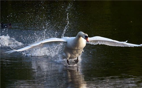Wallpaper : Swan Taking Off