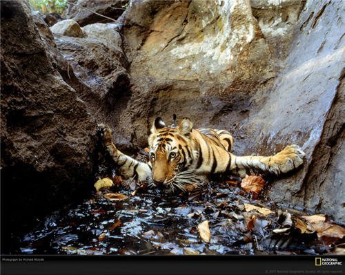 Tiger snapped by camera trap
